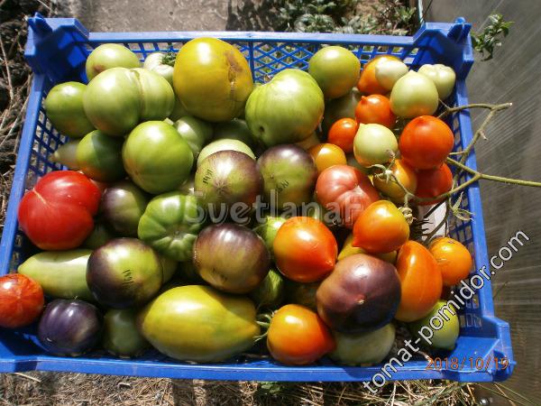 томаты в ЗГ 19-10-18