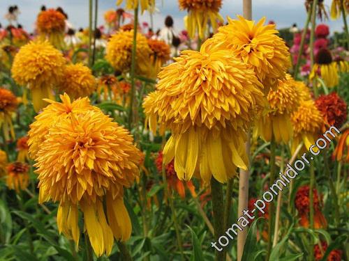 Echinacea purpurea «Pineapple Sundae»