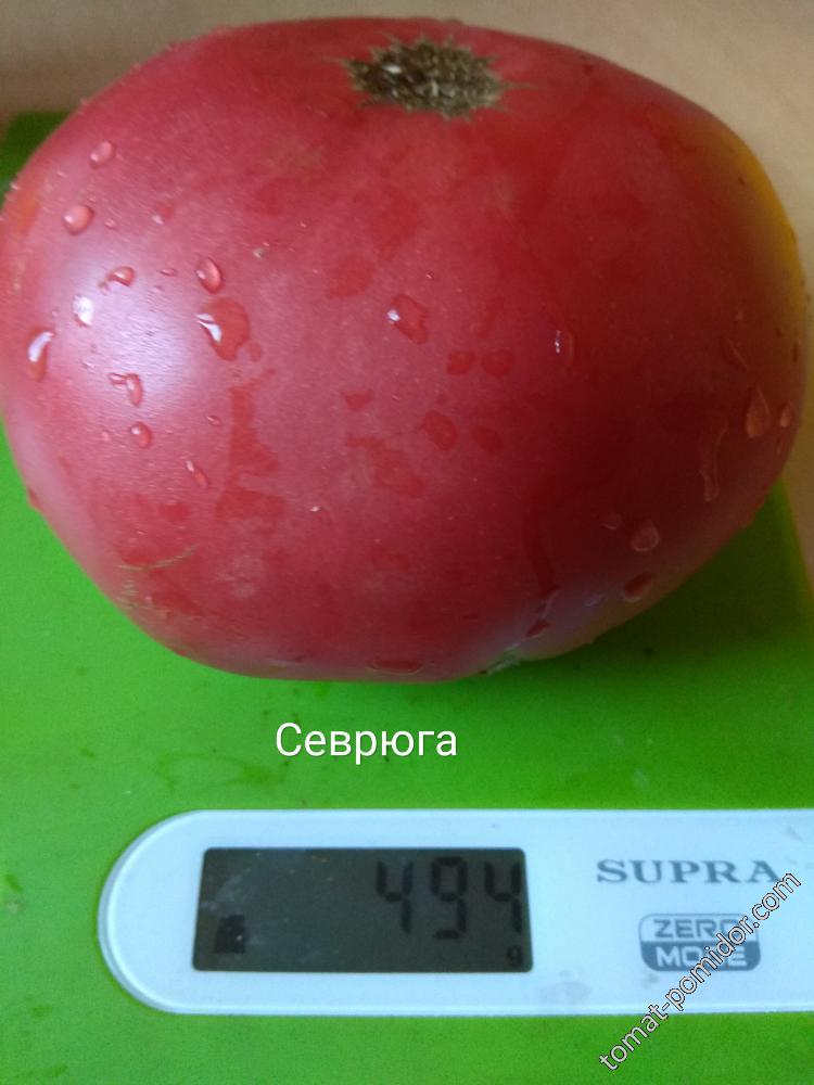 Севрюга1