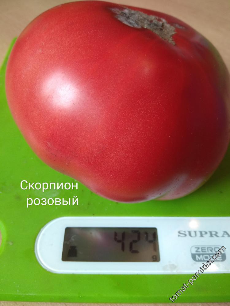 Скорпион розовый