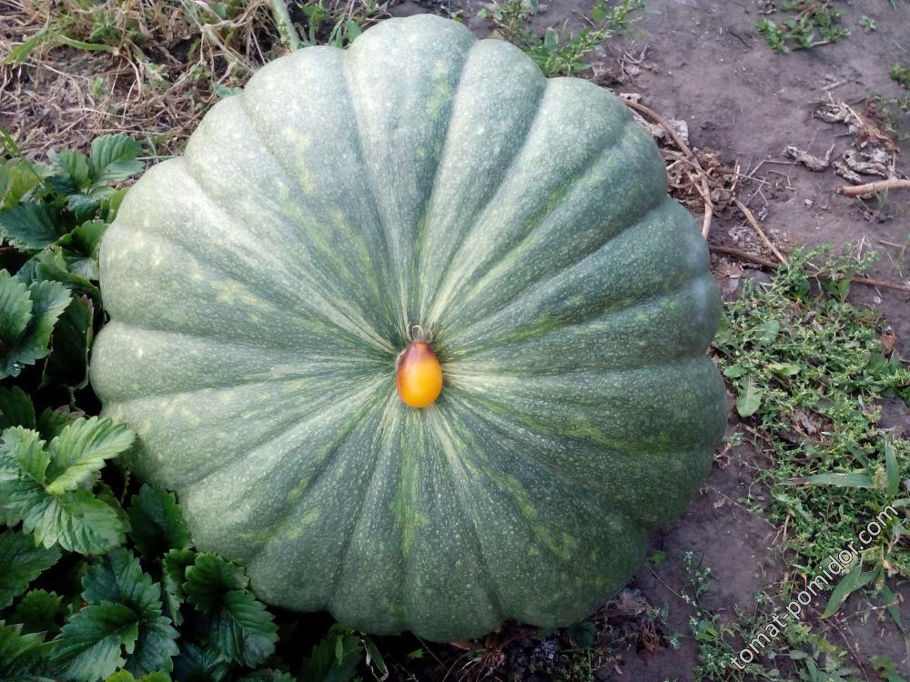 Blanc du Maroc