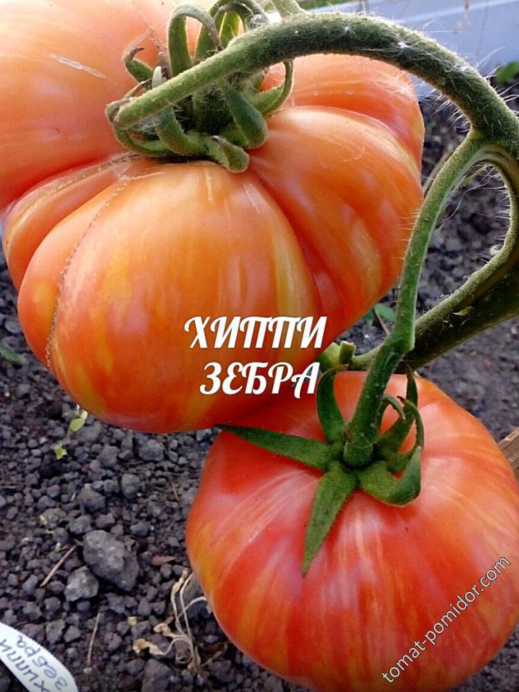 хиппи зебра