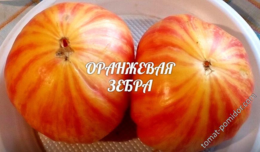 оранжевая зебра