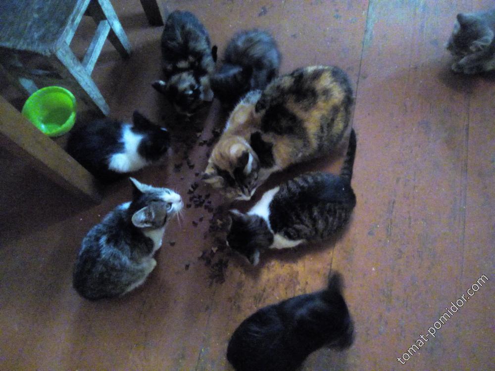 Чужая кошка привела 5 котят