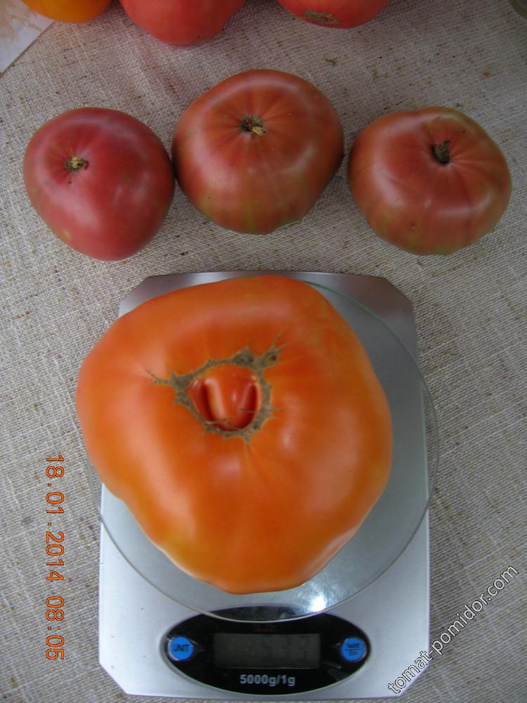 Алёша Попович - А — сорта томатов - tomat-pomidor.com - отзывы на форуме