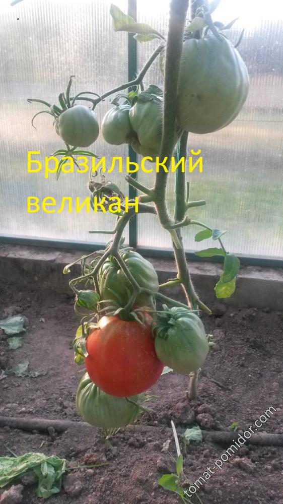 Бразильский великан - Б — сорта томатов - tomat-pomidor.com - отзывы нафоруме