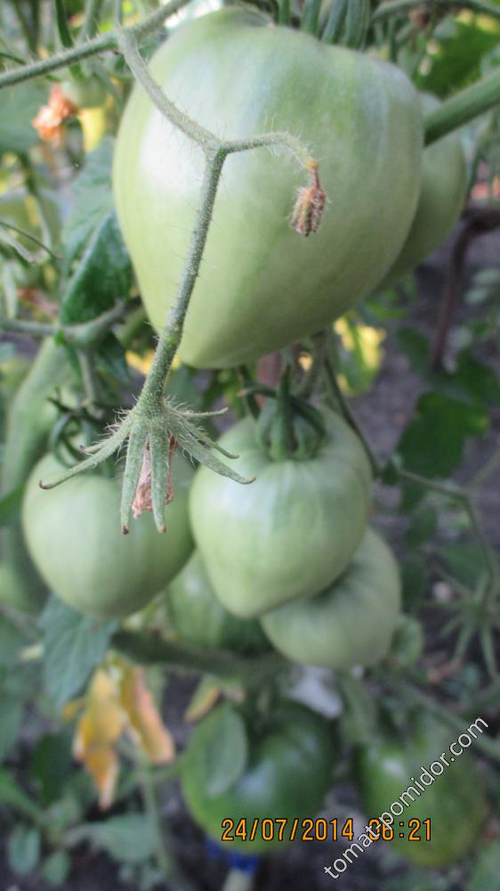 Тяжеловес Сибири - Т — сорта томатов - tomat-pomidor.com - отзывы на форуме  | каталог