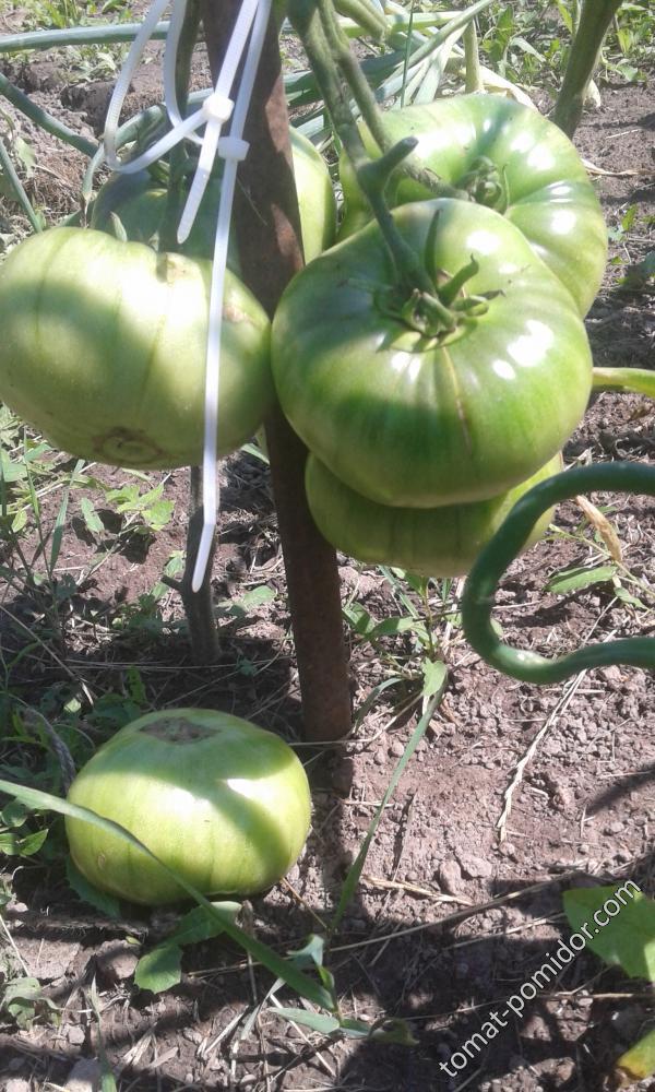 Вечный зов - В — сорта томатов - tomat-pomidor.com - отзывы на форуме
