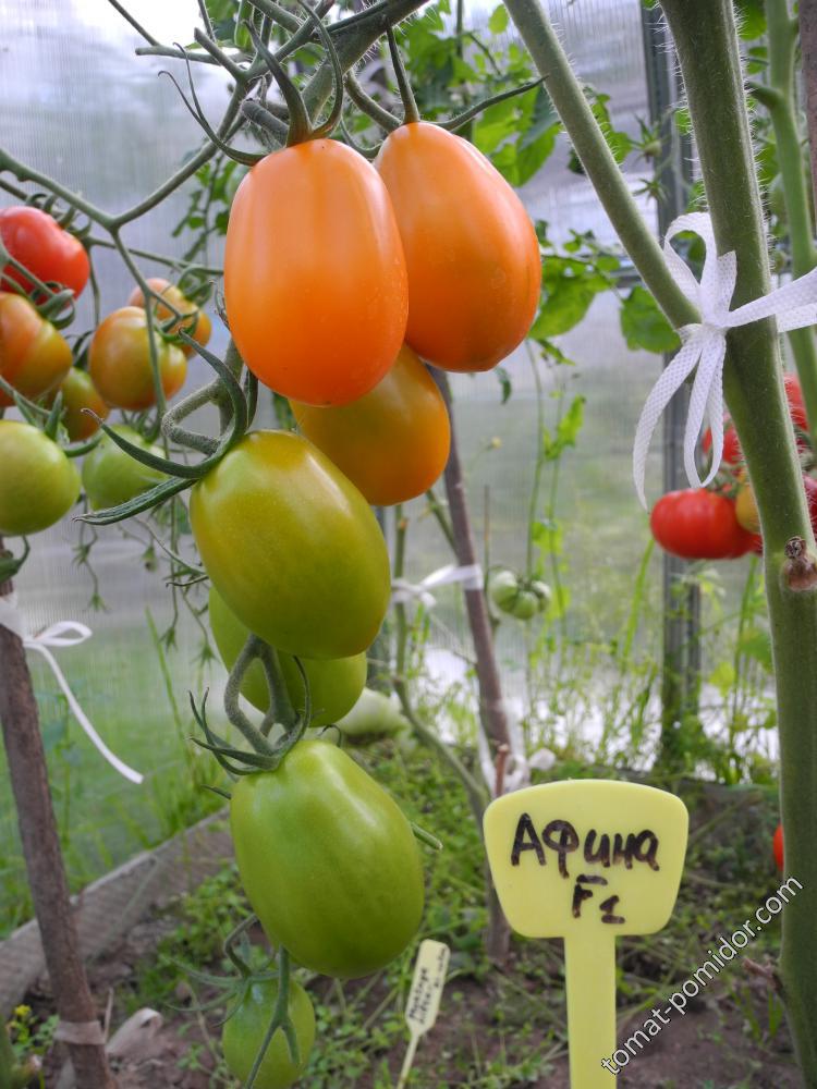 Афина F1 - А — сорта томатов - tomat-pomidor.com - отзывы на форуме