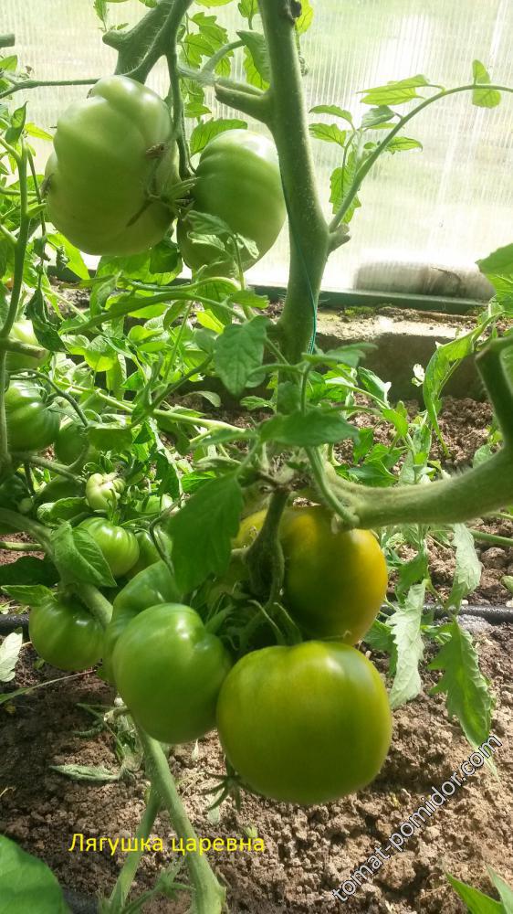 Лягушка – царевна - Л — сорта томатов - tomat-pomidor.com - отзывы на  форуме | каталог