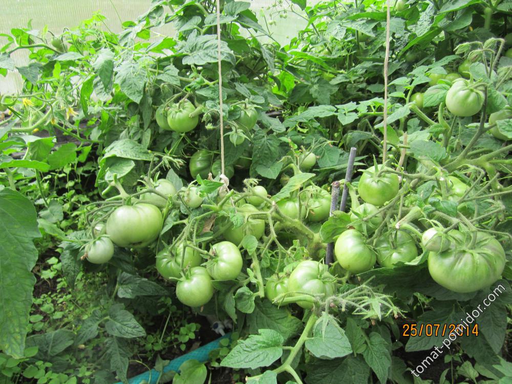 Клуша - К — сорта томатов - tomat-pomidor.com - отзывы на форуме