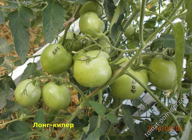 Лонг Кипер - Л — сорта томатов - tomat-pomidor.com - отзывы на форуме