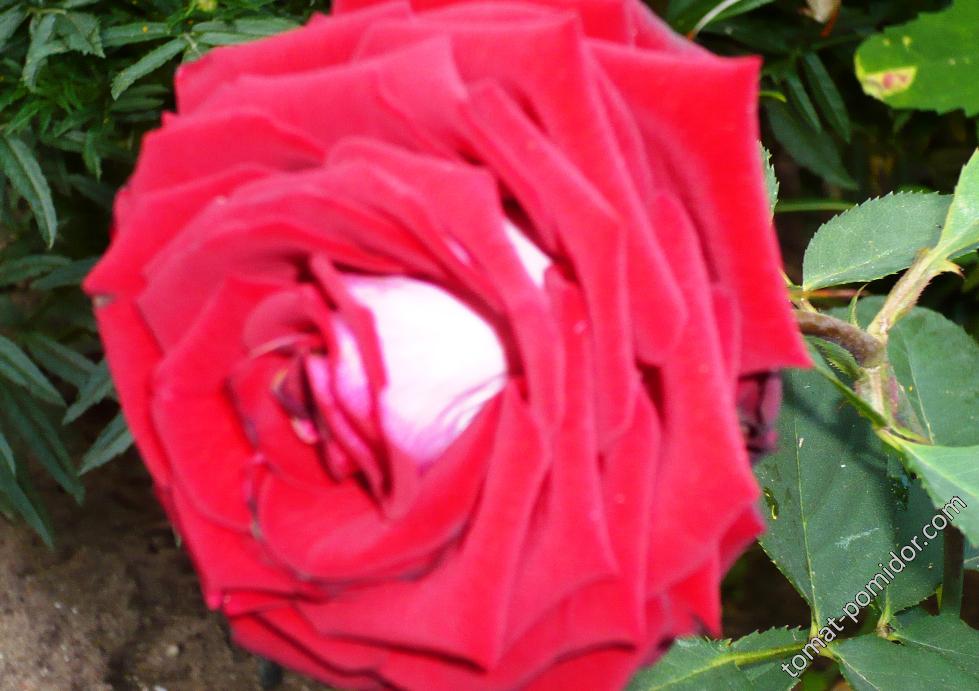 Двухцветная красная роза