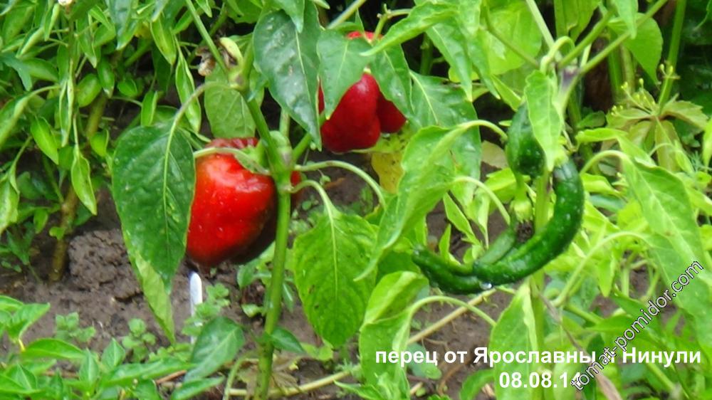 спеет перец в ОГ