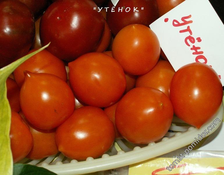 Утёнок - У — сорта томатов - tomat-pomidor.com - отзывы на форуме