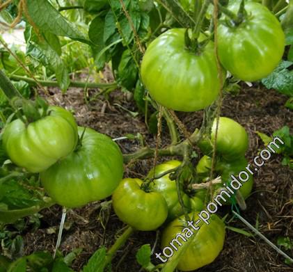Grub’s Mystery Green (Зелёная тайна личинки)