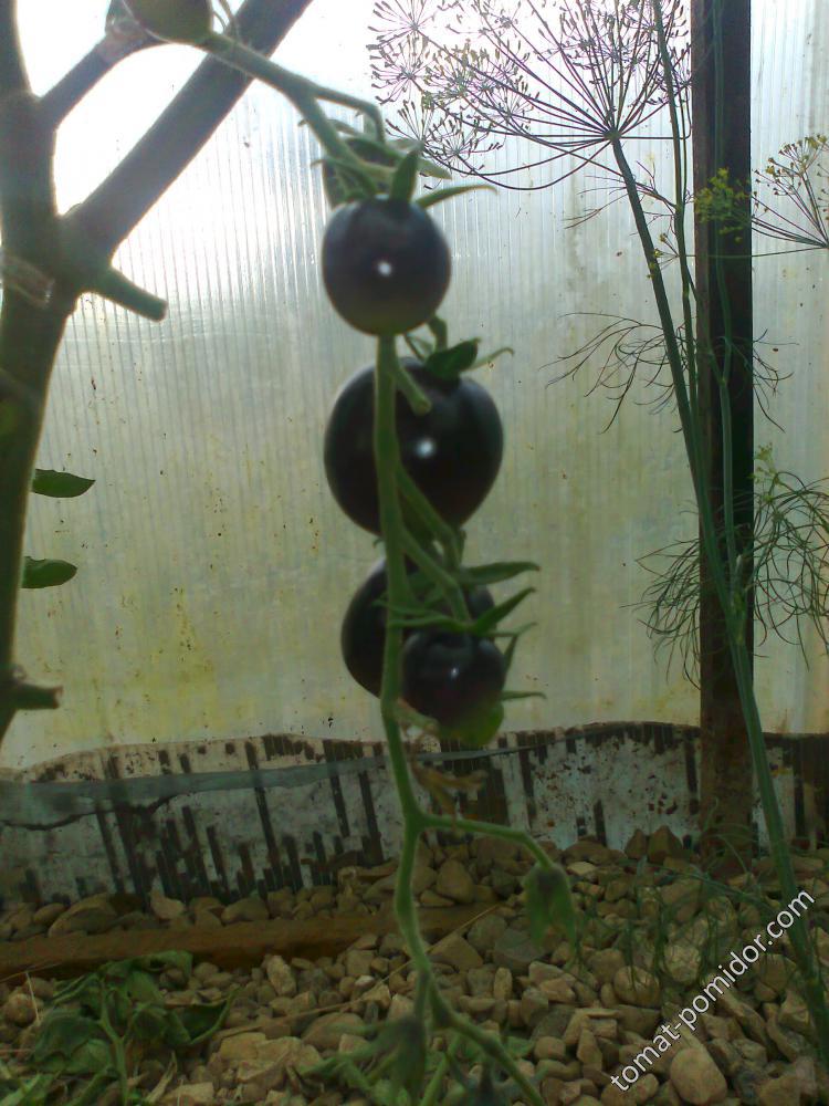 Черная гроздь