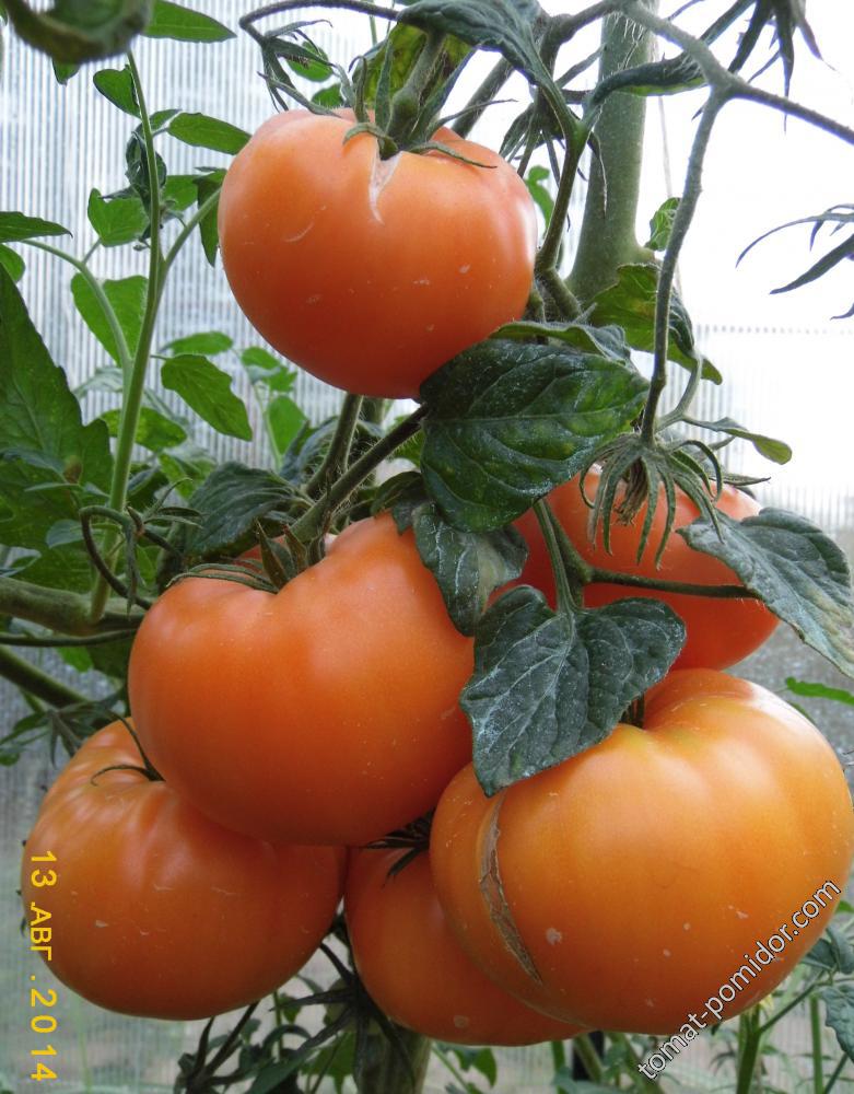 амана оранж томат отзывы