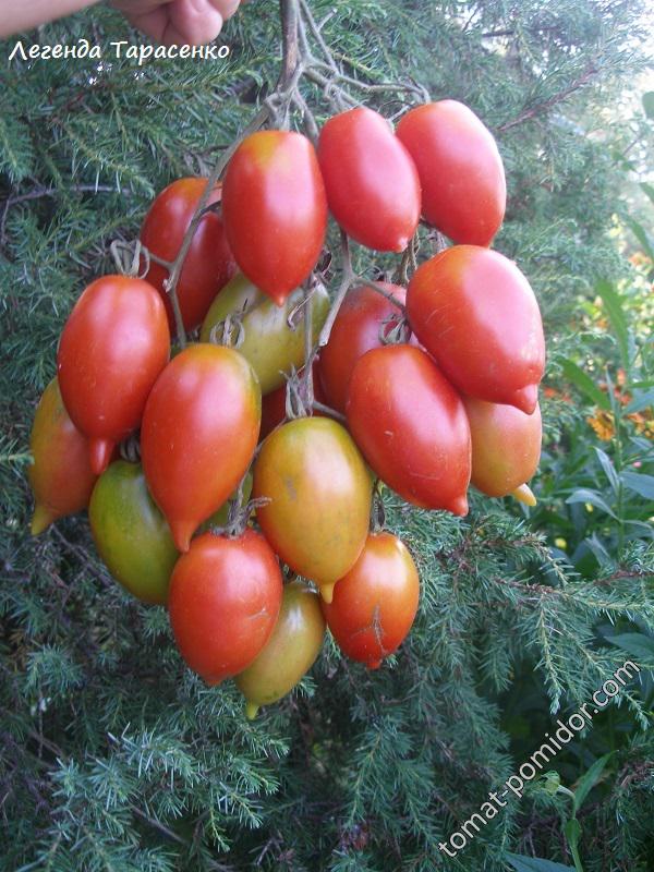 Легенда Тарасенко - Л — сорта томатов - tomat-pomidor.com - отзывы нафоруме