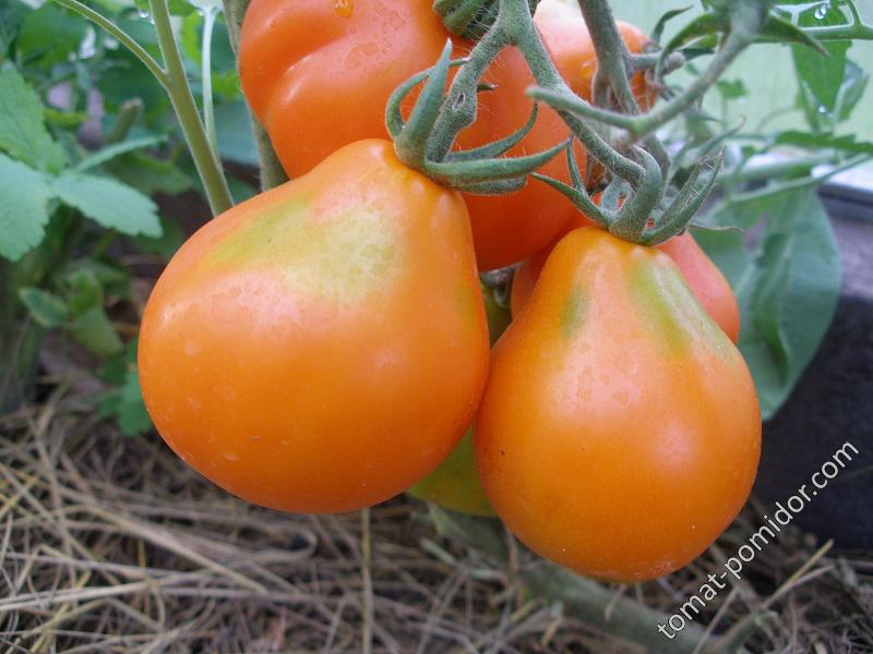 Посадка и выращивание перуанского домашнего томата