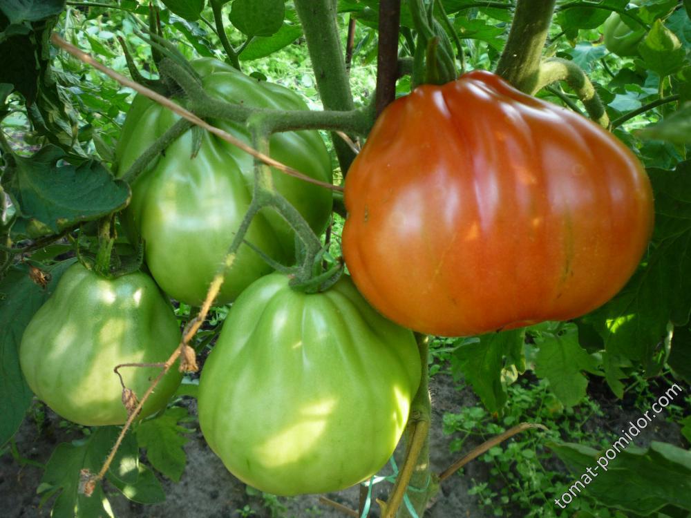 Сто пудов - С — сорта томатов - tomat-pomidor.com - отзывы на форуме