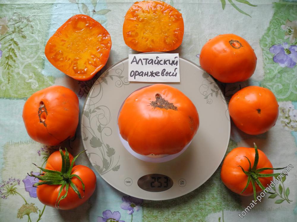 Оранжевые Сорта Томатов Фото