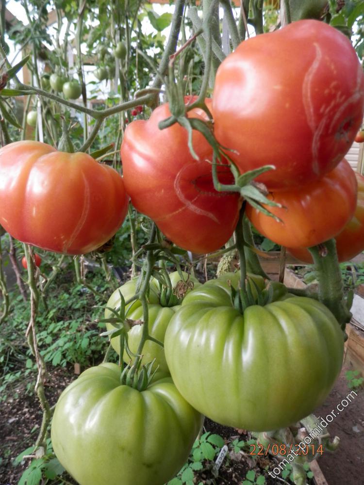 Загадки природы от Ангелинушки