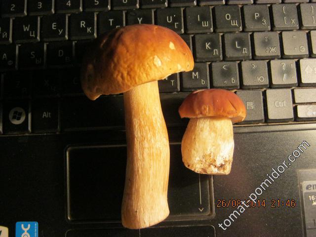 поход за грибами