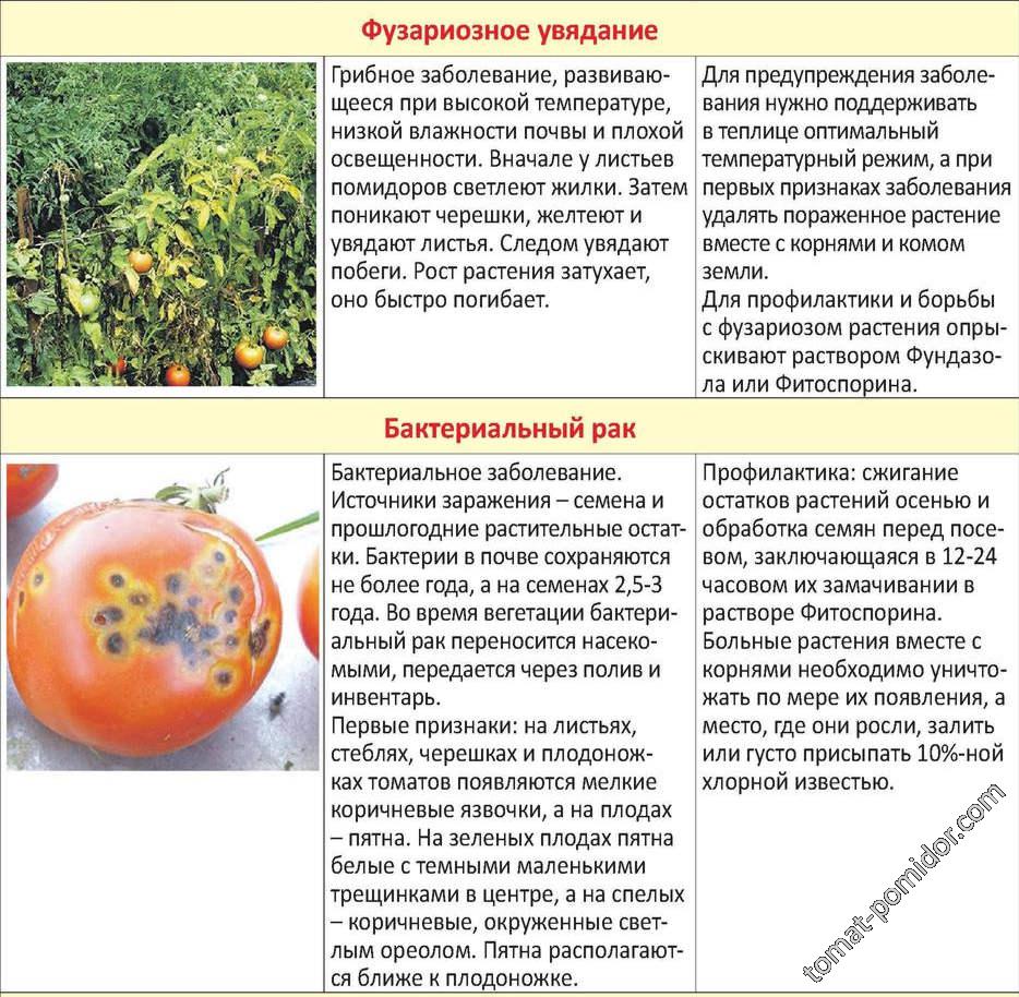 Таблица болезней томатов 3