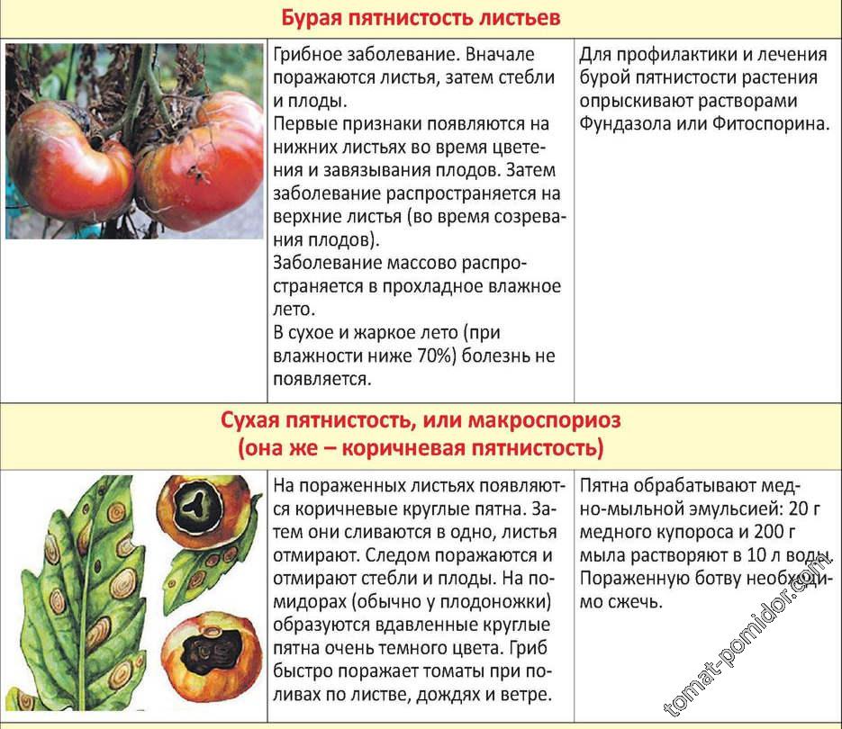 Таблица болезней томатов 4