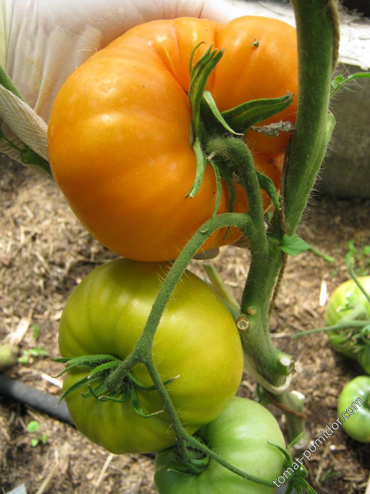 Летний абрикос - Л — сорта томатов - tomat-pomidor.com - отзывы на форуме