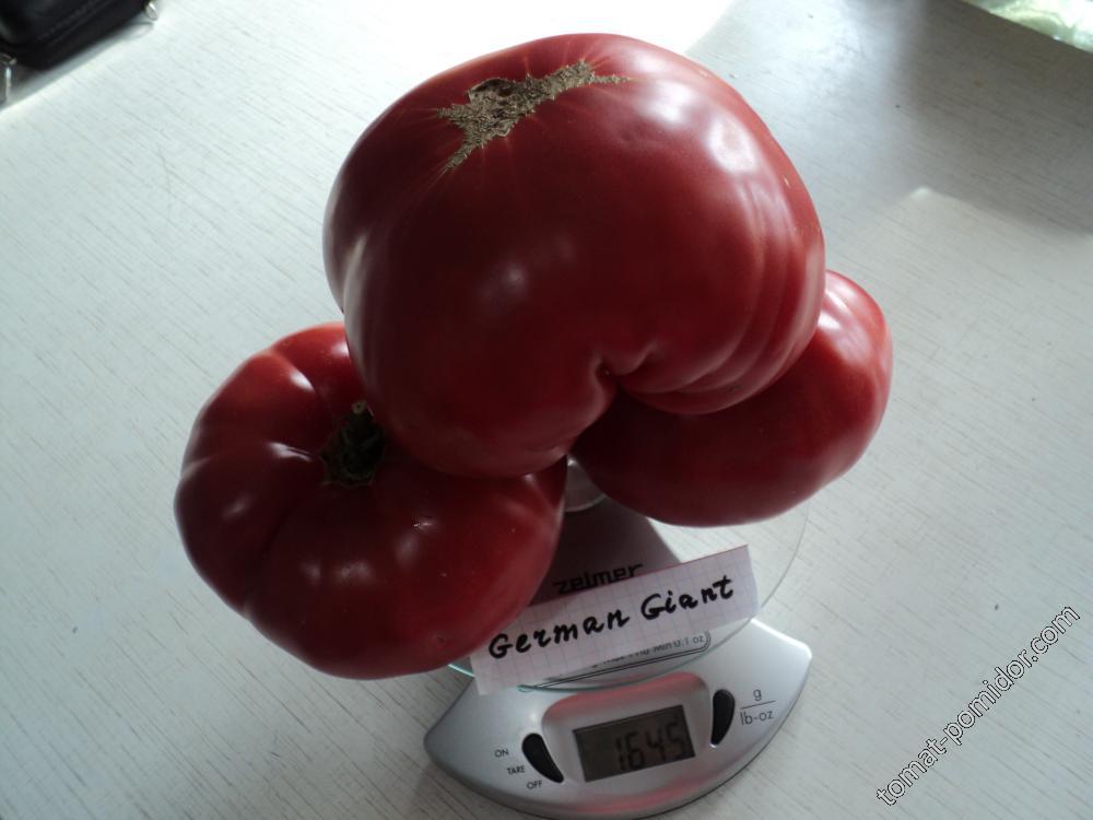 German Giant