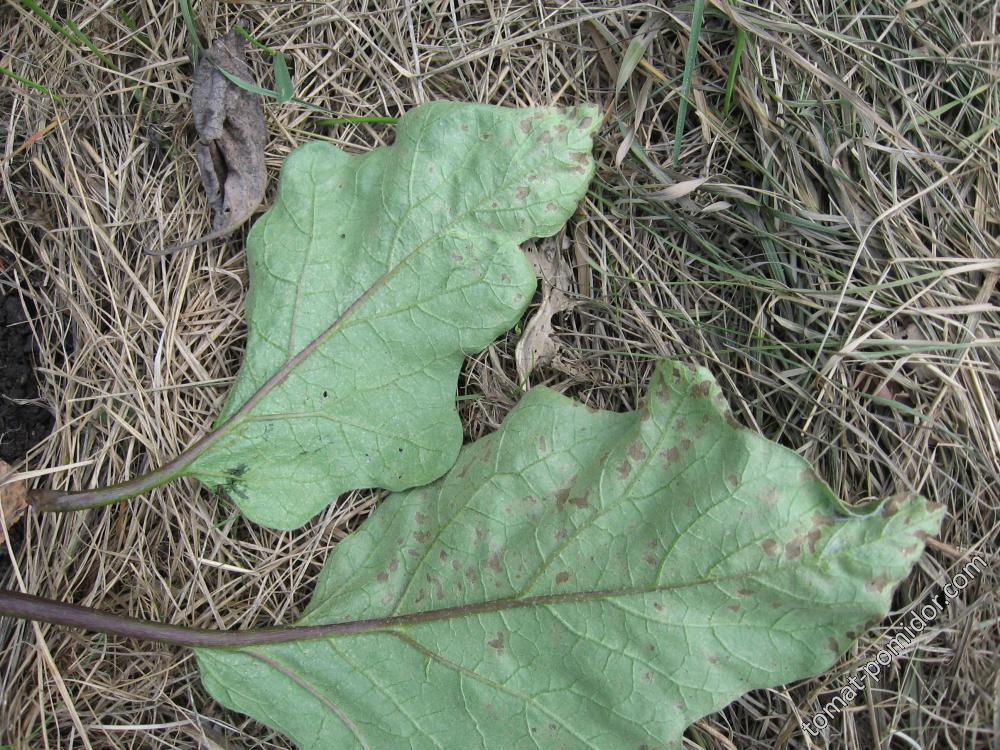 Болезнь на листьях баклажана