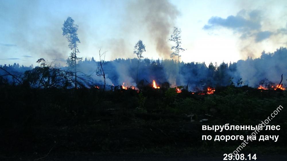 Жалко...вырубают лес