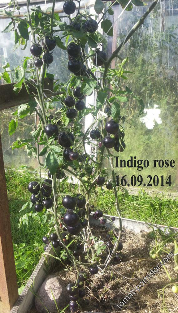 Indigo Rose 16 сентября