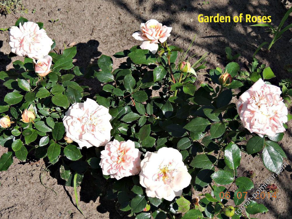 Garden of Roses