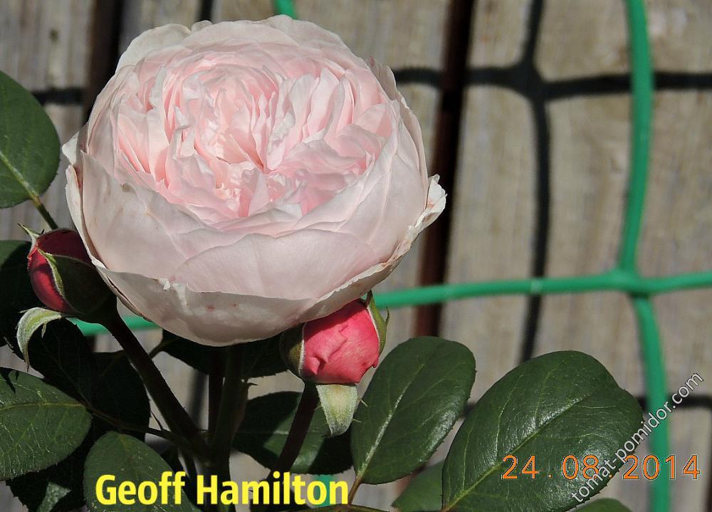 Geoff Hamilton