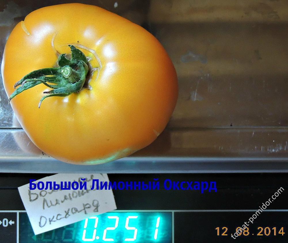 Большой Лимонный Оксхард 1