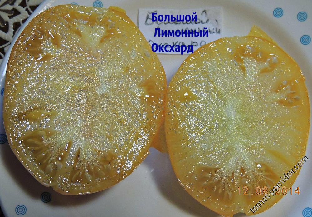 Большой Лимонный Оксхард 1