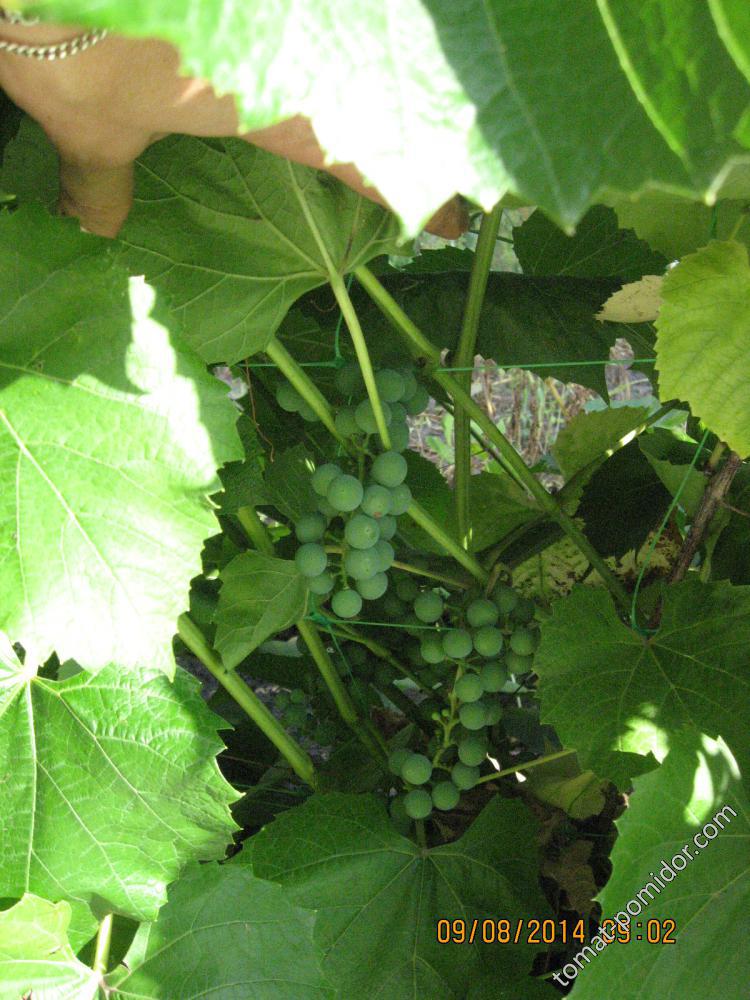 Неукрывной виноград Альфа