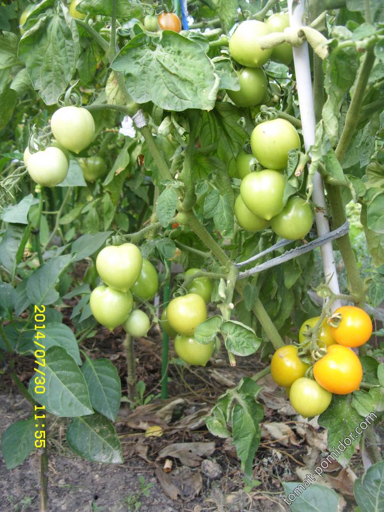 Утёнок - Страница 2 - У — сорта томатов - tomat-pomidor.com - отзывы нафоруме