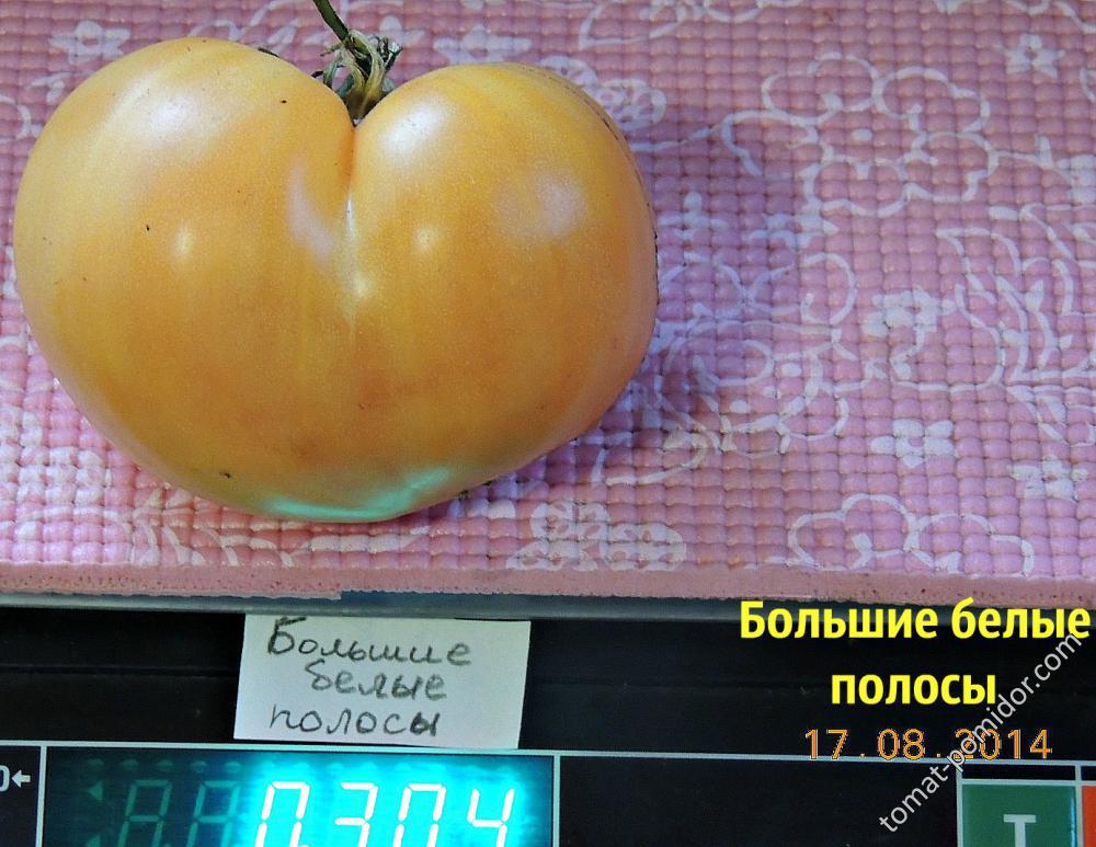 Большие белые полосы