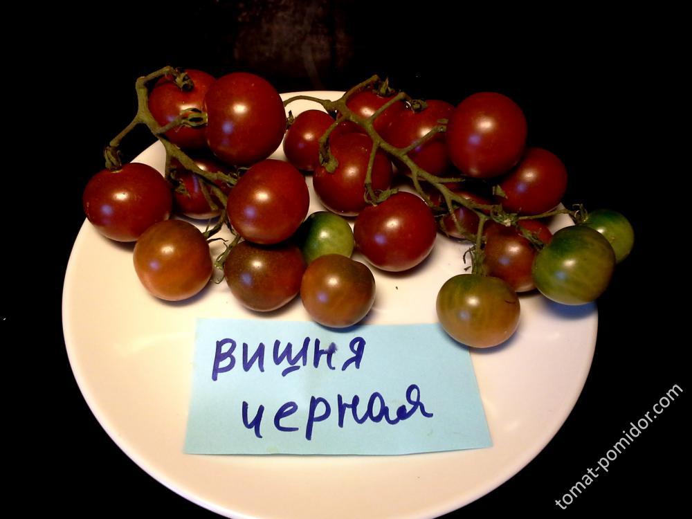 Вишня черная