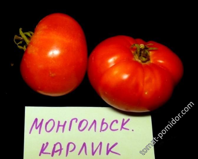 монгольский карлик