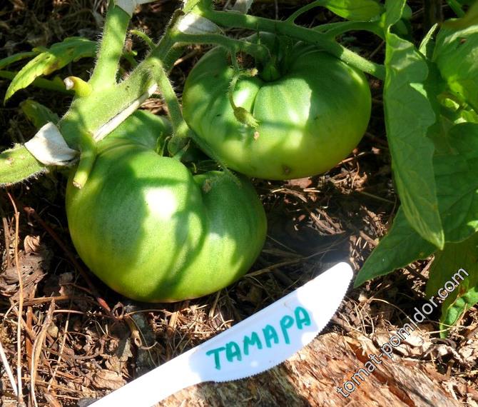 Тамара