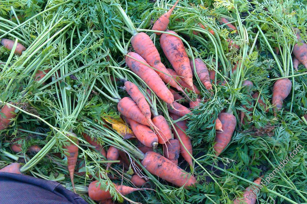 первый раз посадила морковку