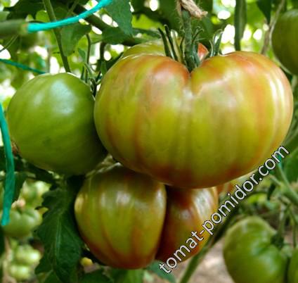 Утренняя роса - У — сорта томатов - tomat-pomidor.com - отзывы на форуме