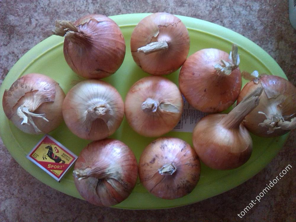 Август. Высушенный лук