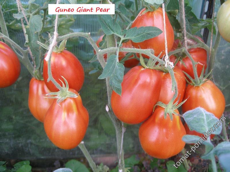 Guneo Giant Pear (коллекция Т.Кушнарёвой)