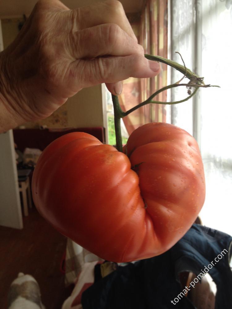 Сосед вырастил томат весом в 1,250 кг